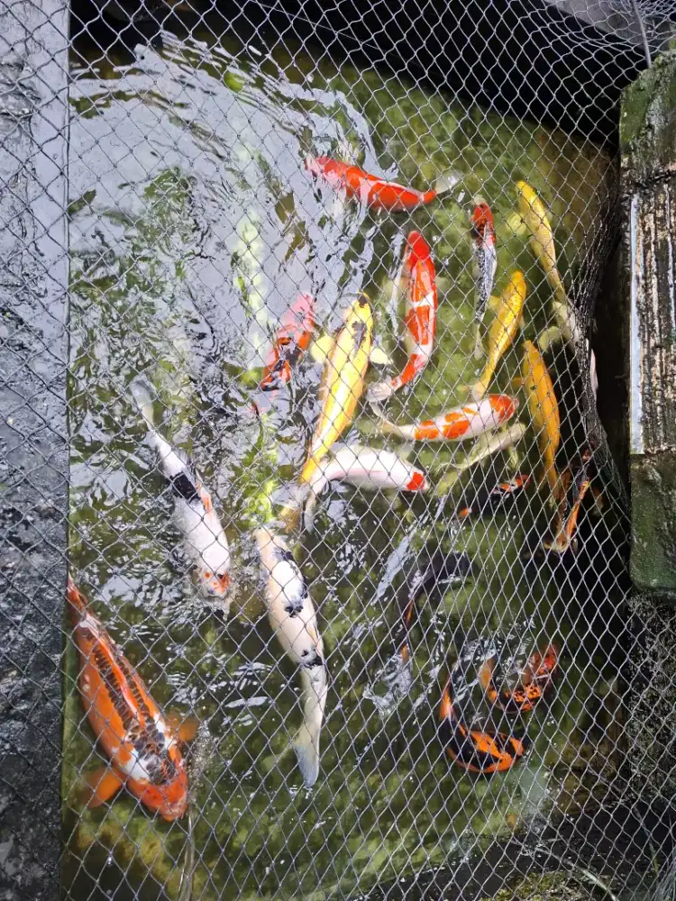 Jual Ikan Koi murah Borongan 28-30 ekor ukuran 20 cm sampe 45 cm