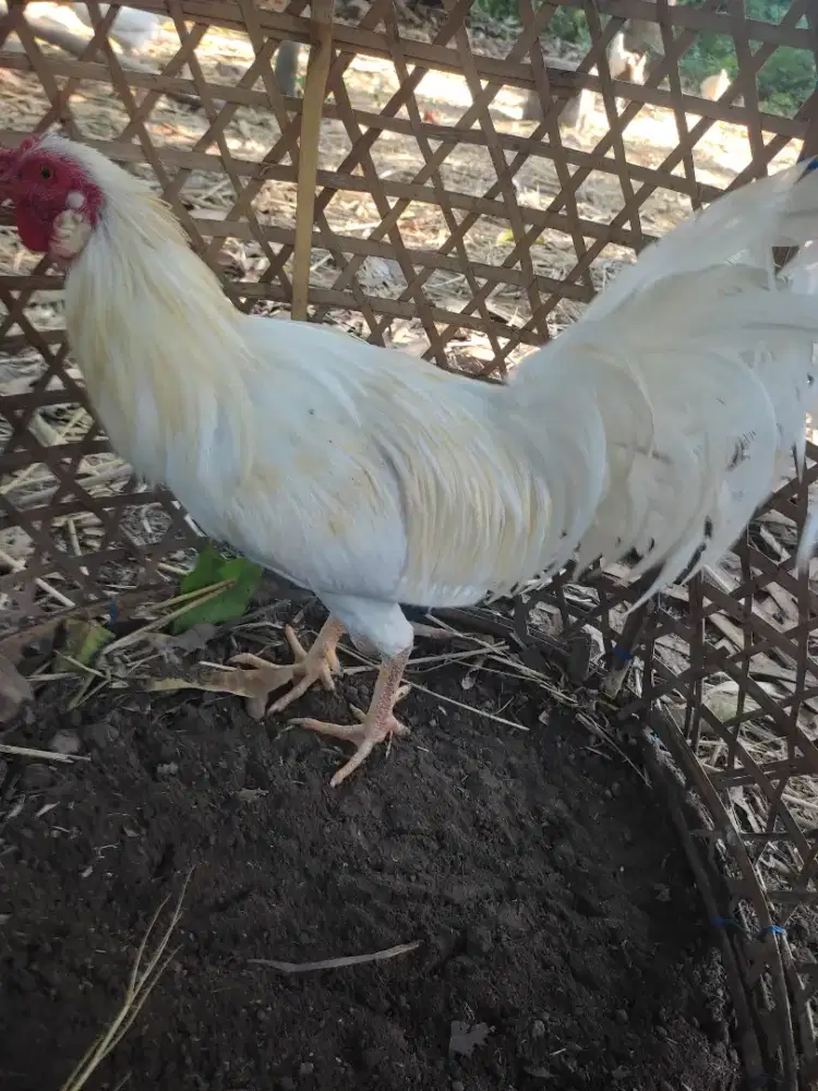 Dijual ayam bali  2 ekor sekuning dan srawah kuning ekor hitam 1 helai