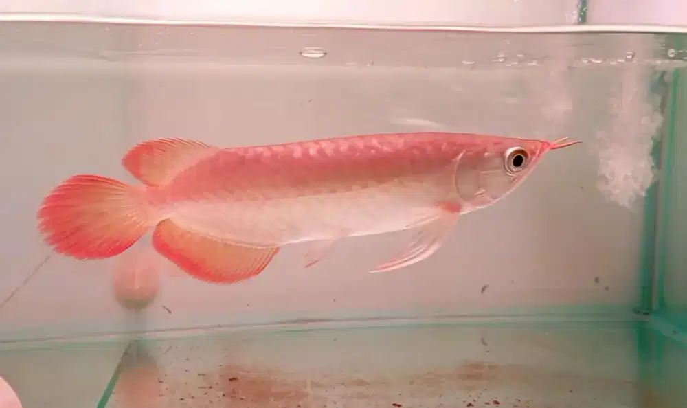 Arwana super red 21cm