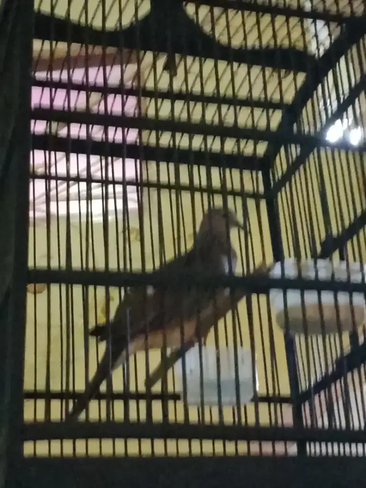 tekukur kuk 3 derkuku kuk 3