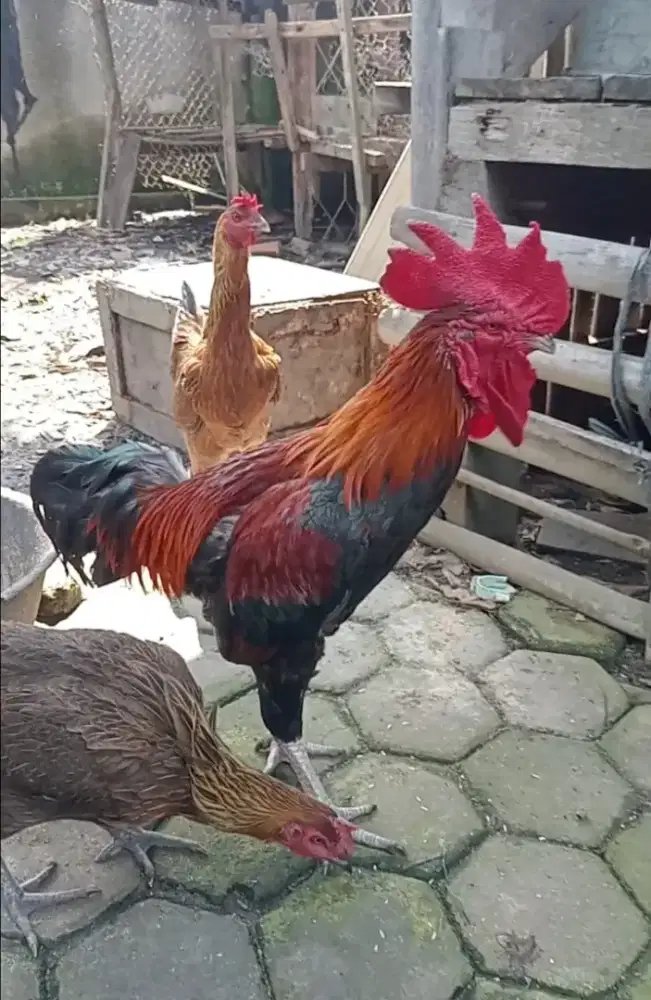 Jual murah saja 3 Ekor Ayam Pelung Babon 2 Jantan 1