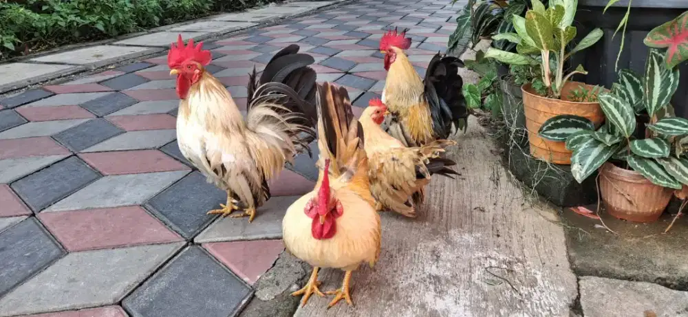 Ayam Kate keturunan Kate jepang