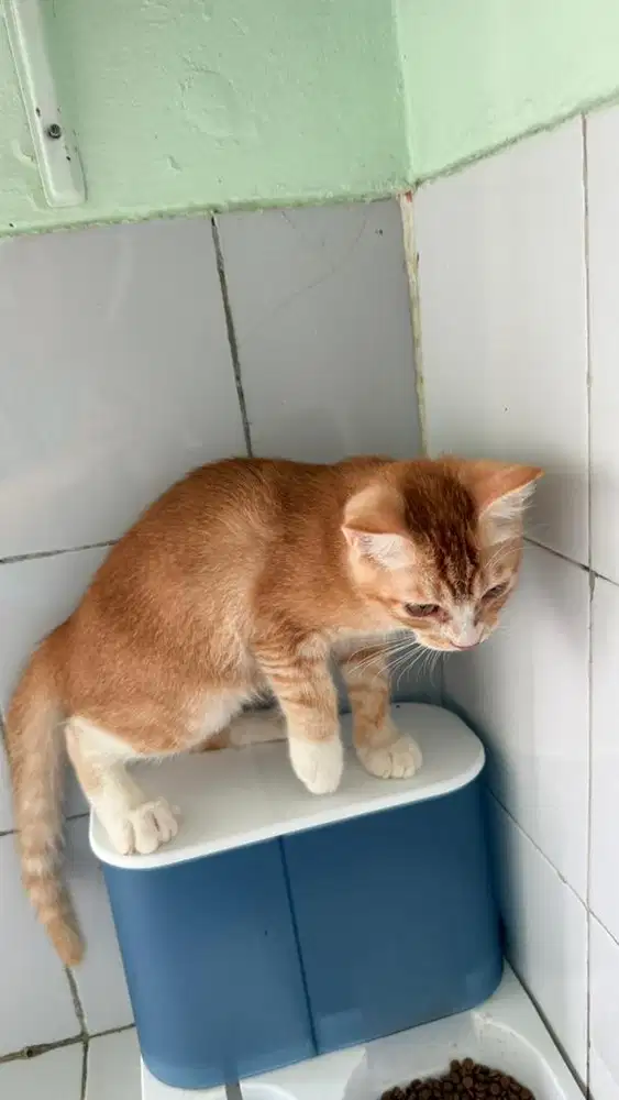 Open adopt kucing jantan oren