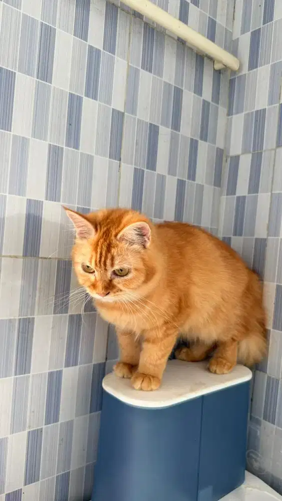 Open adopt kucing betina Persia