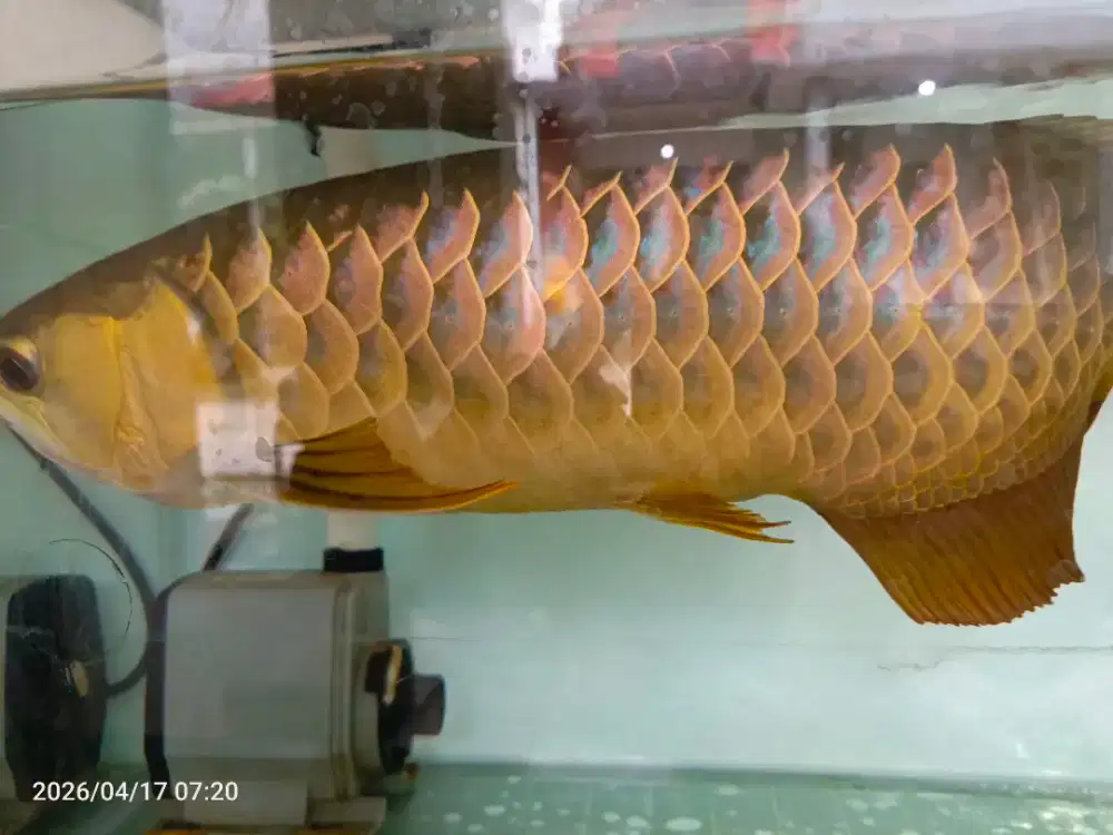 Dijual arowana golden red bluebase 45cm bagus