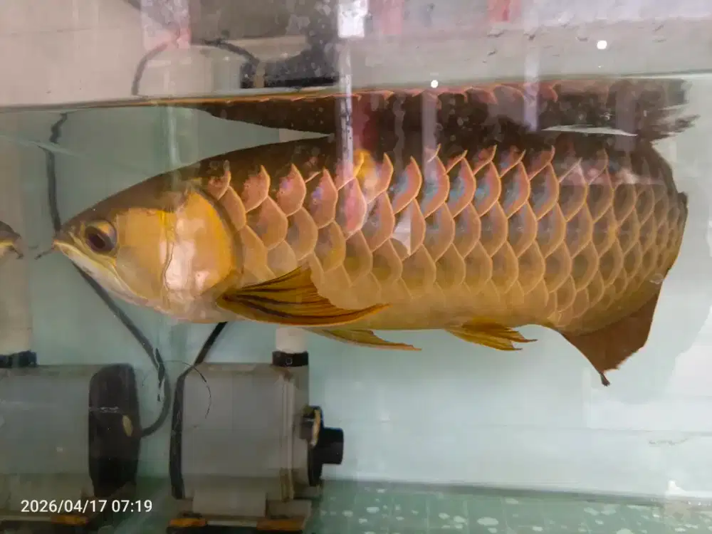 Di jual ikan arowana golden bluebase 45cm bagus