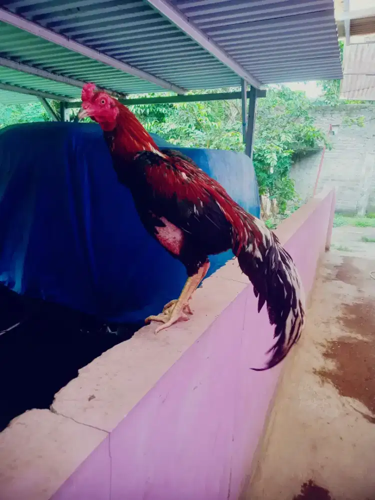 Ayam aseel rajastan 4x win jos adu lengkap pukul sakit pancuran mas