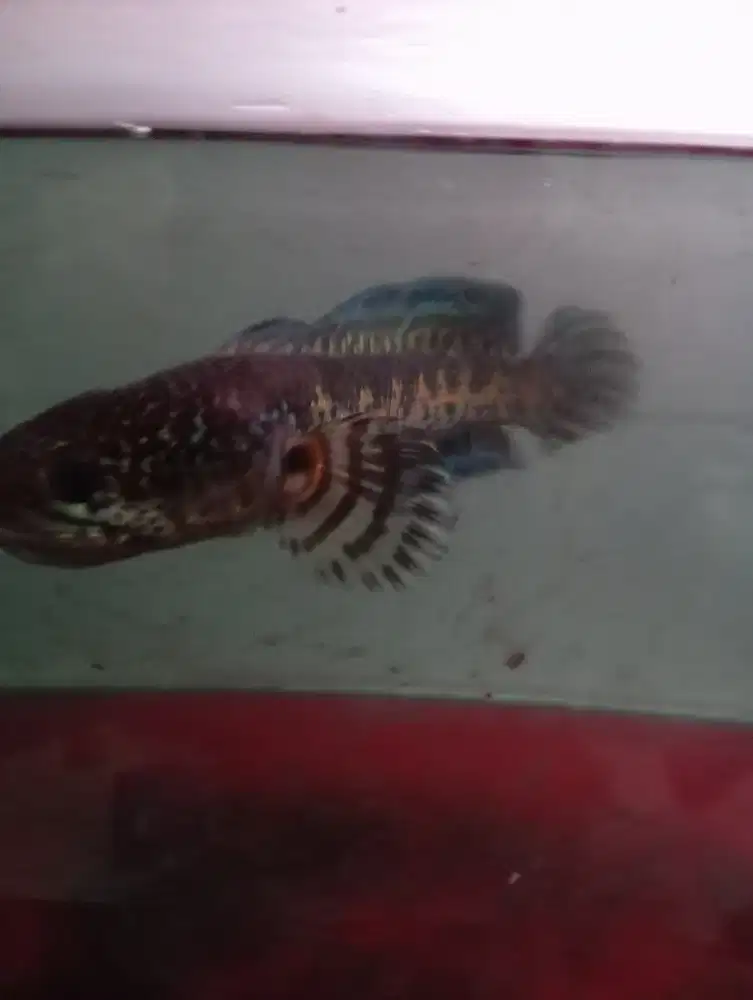 Chana Auranti garang