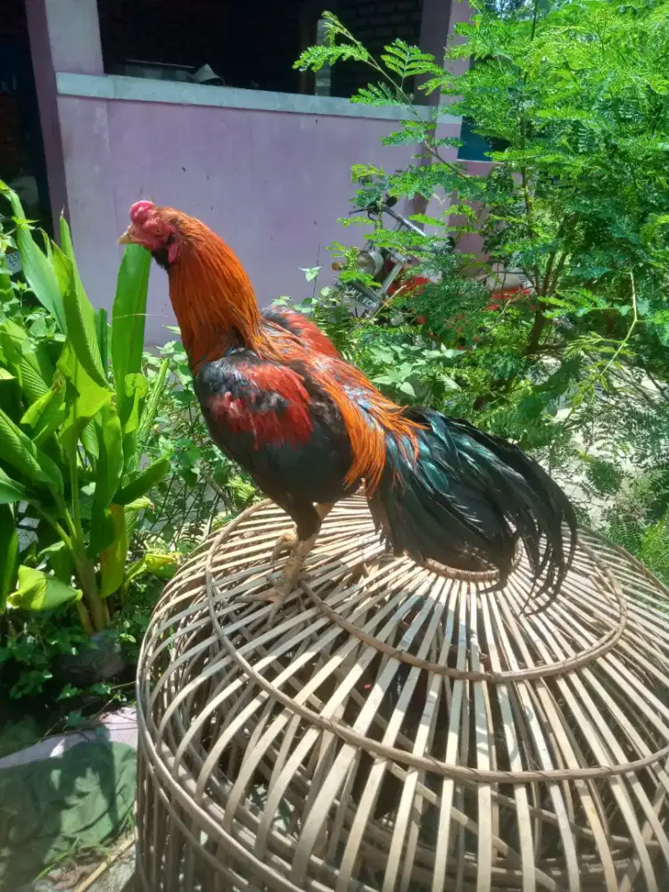 Ayam aseel muda ori murah