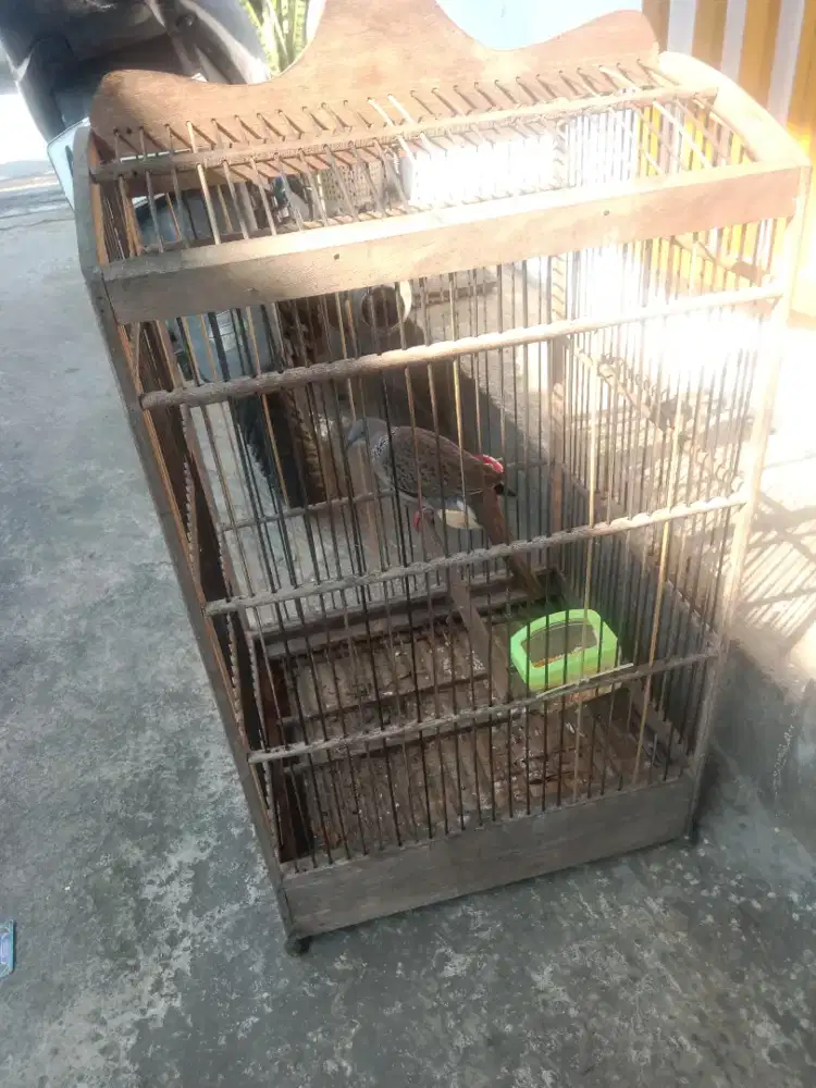 burung derkuku klantan