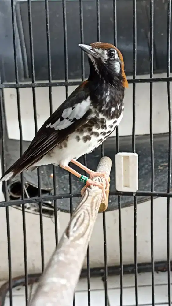 Anis kembang sertifikat jual fs