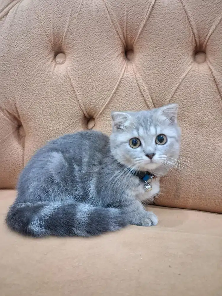 OPEN ADOP KUCING BSH