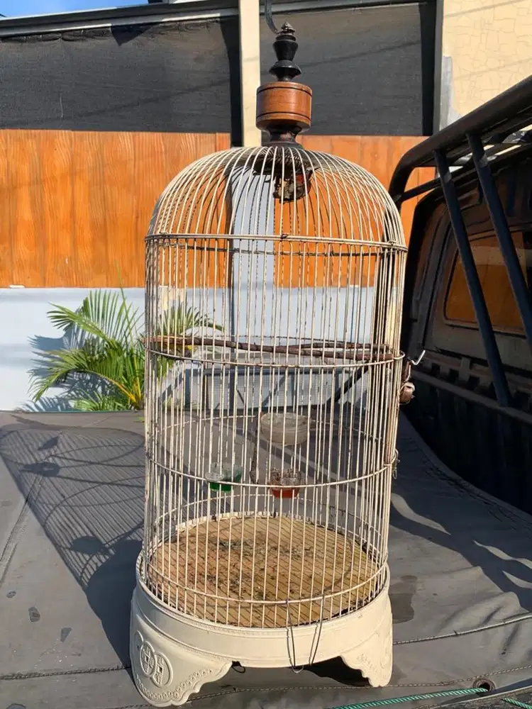 jual burung ninja gacor