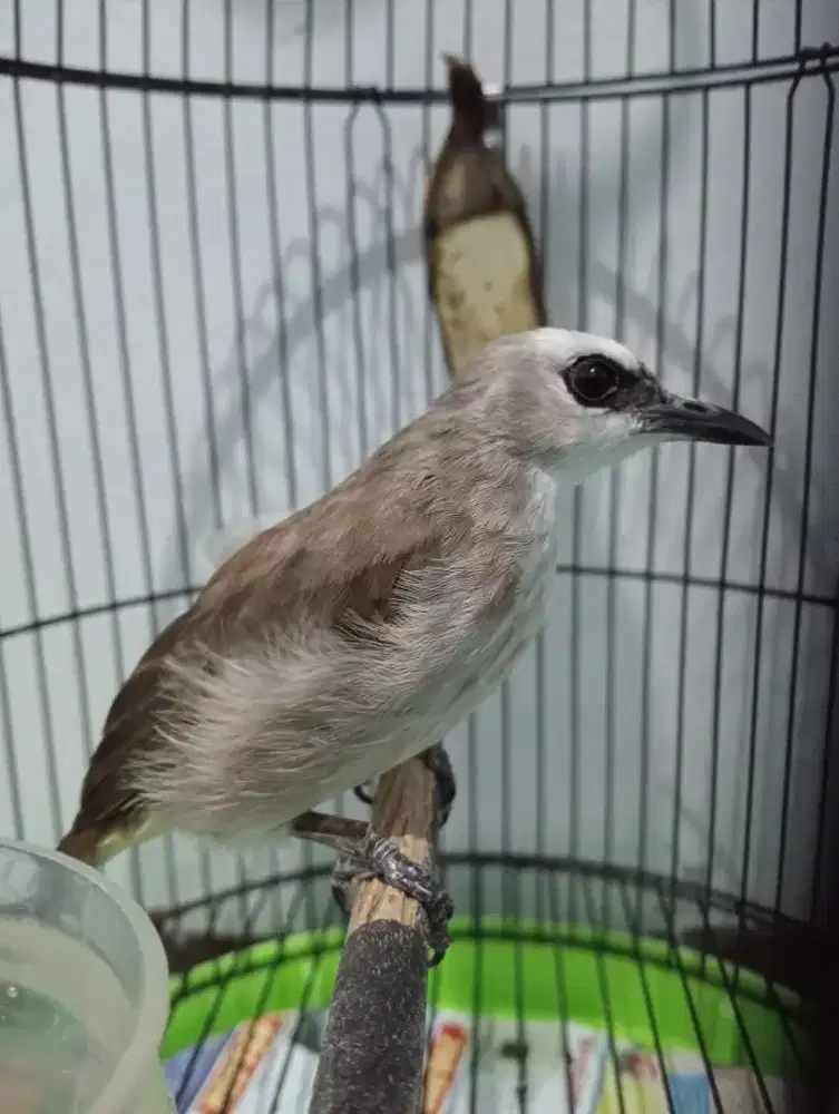 Crukcuk kaki sdh deker