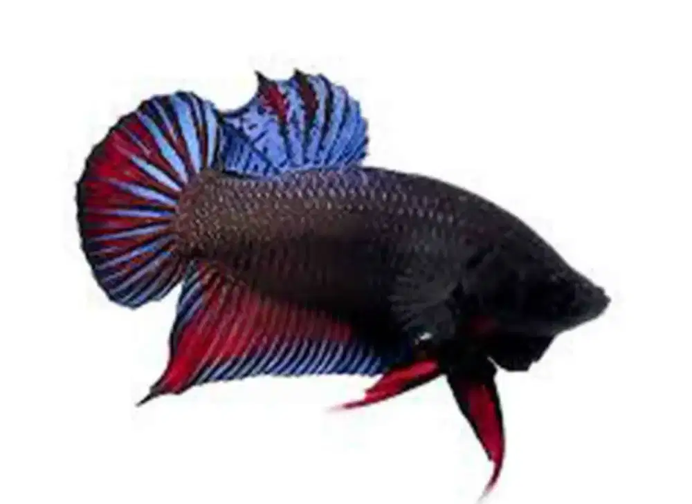 Ikan Cupang plakat Bagan