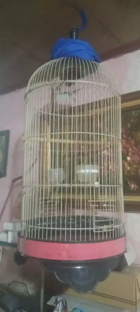 Jual cepat kandng besi baterflay