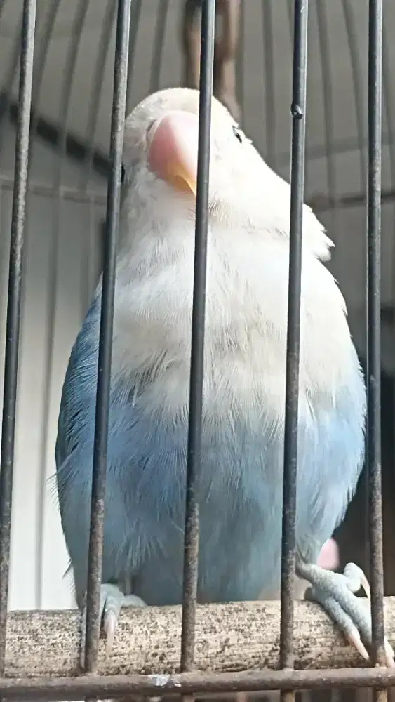 Lovebird umur 3blnan