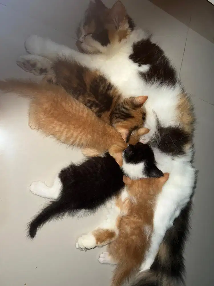 Open adopsi anak kucing free umur 2 bulan