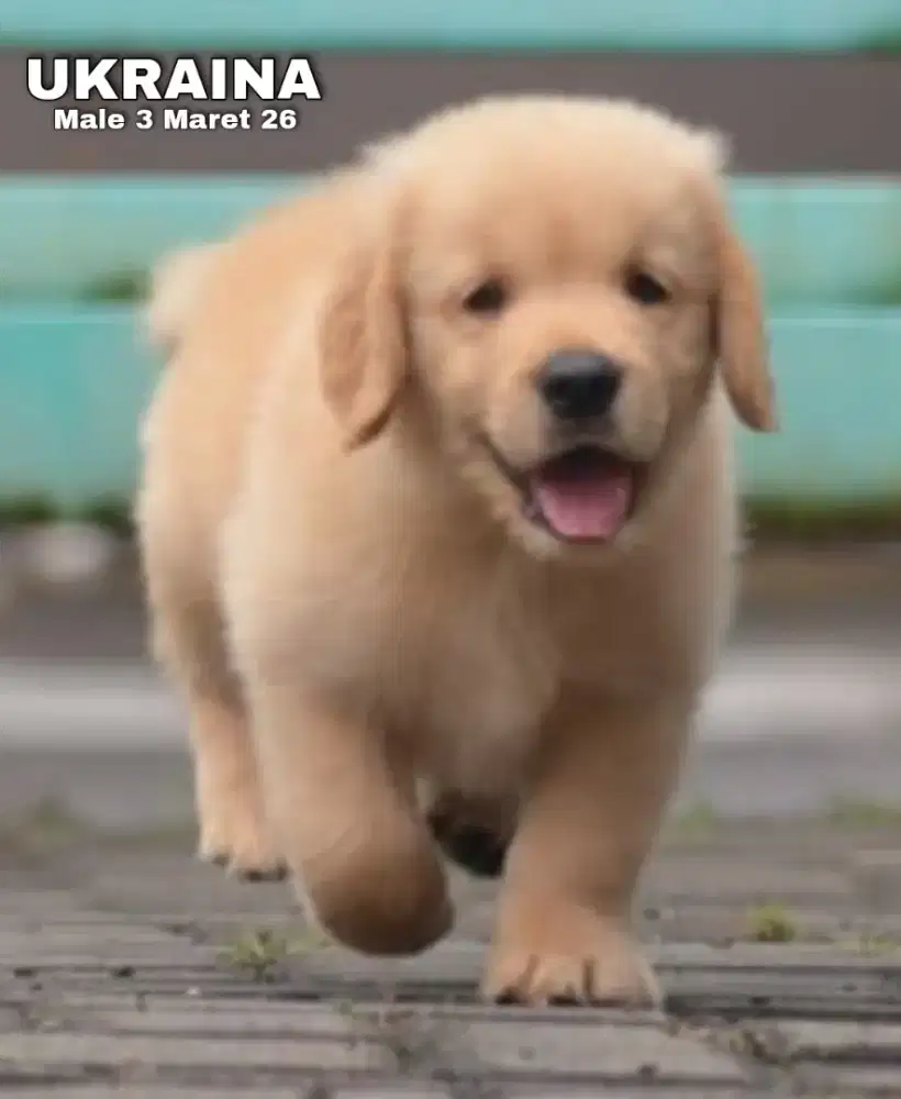 Golden ret jantan •UKRAINA•