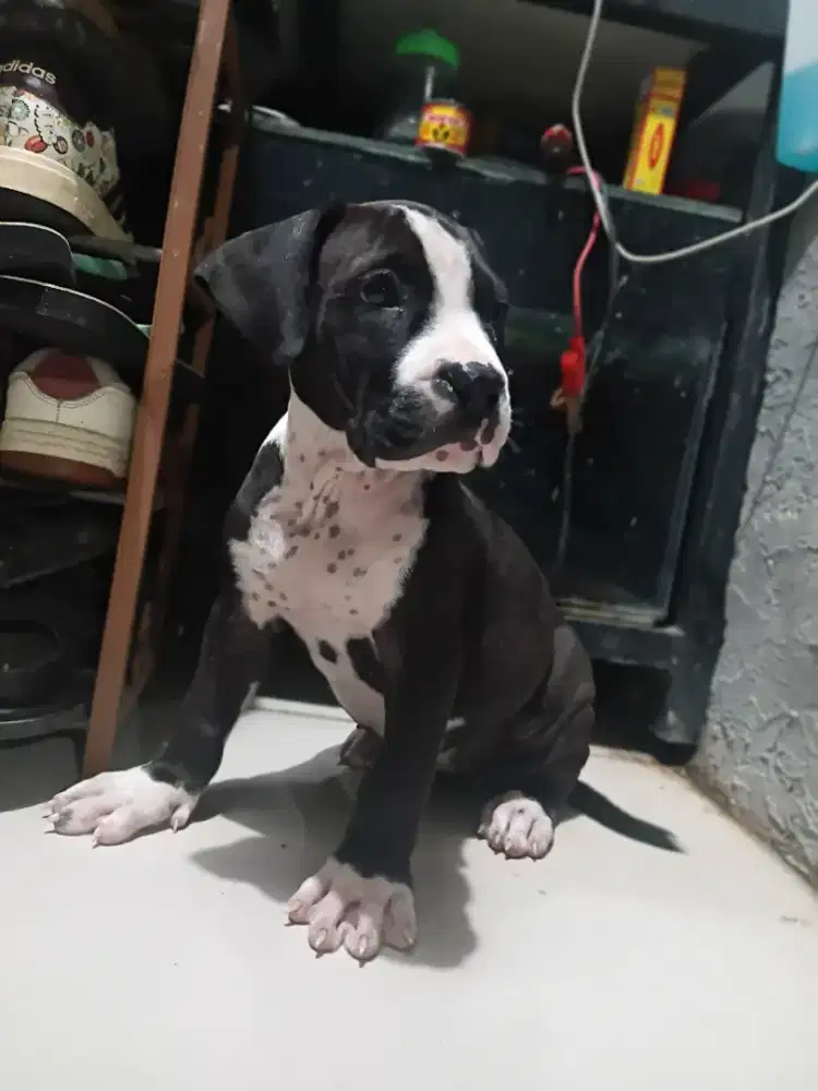Pitbul murni betina 3 bulan