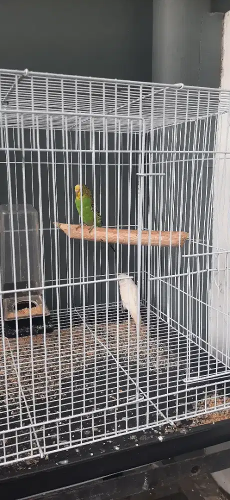 Sepasang burung parkit remaja 7 bulanan