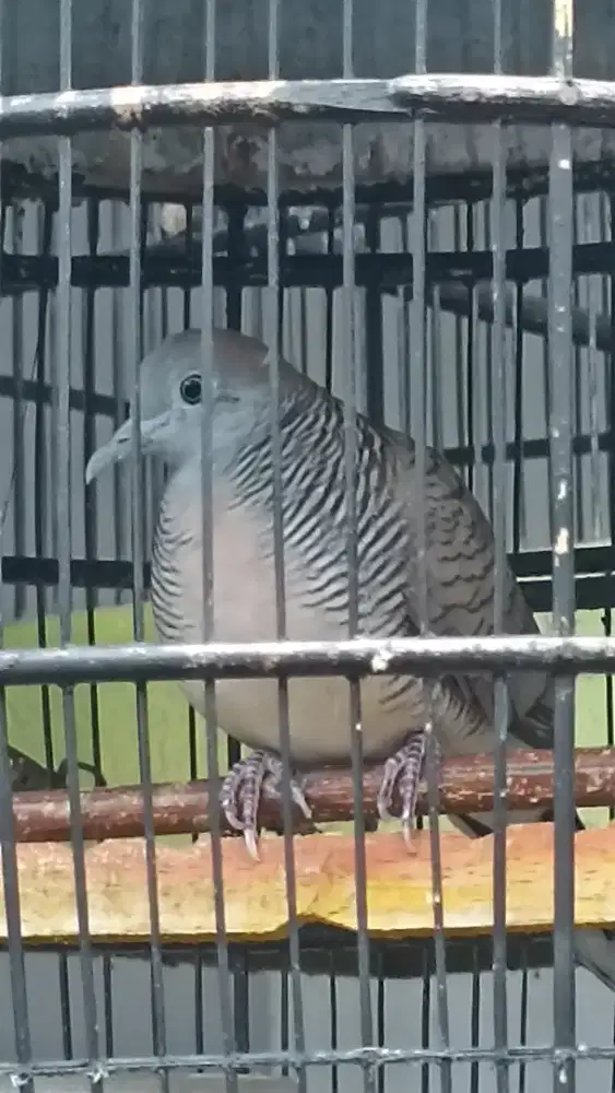 Perkutut lokal rupo cahyo sudah manggung