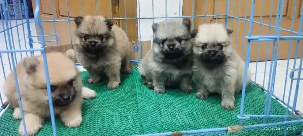 Minipom puppy bogor