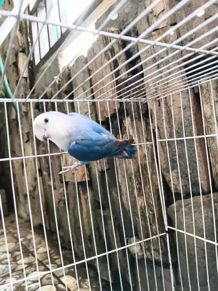 Lovebird NK blue