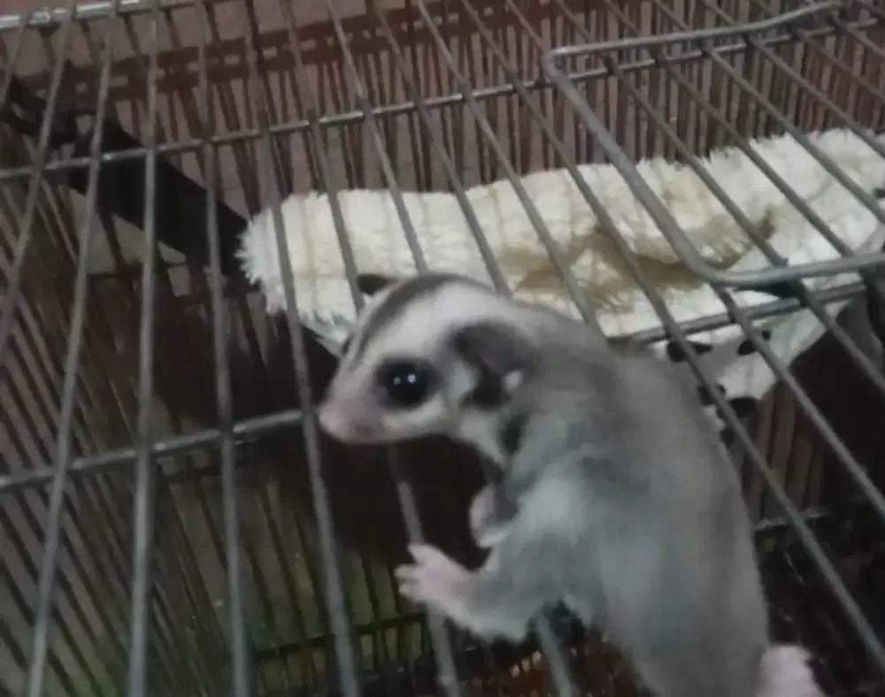 Sugar glider classic grey