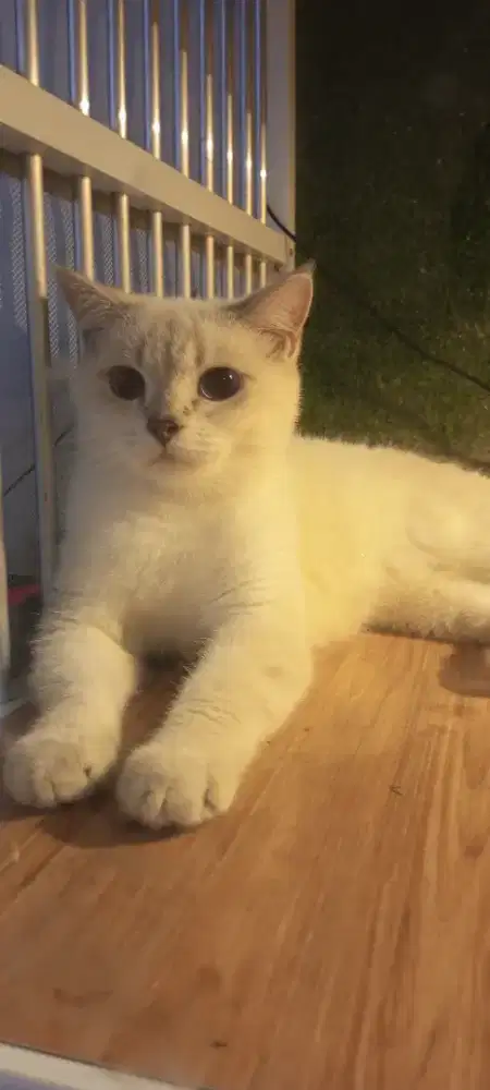 Britishorthir blue point umur 1th betina