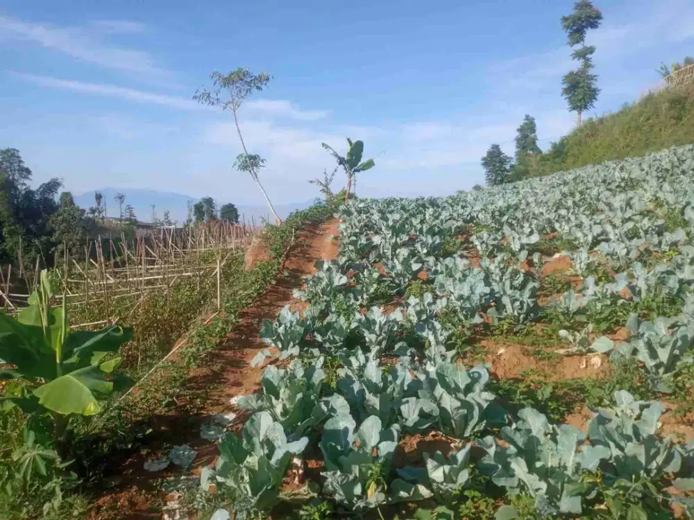 jual tanah kebun murah cisarua KBB