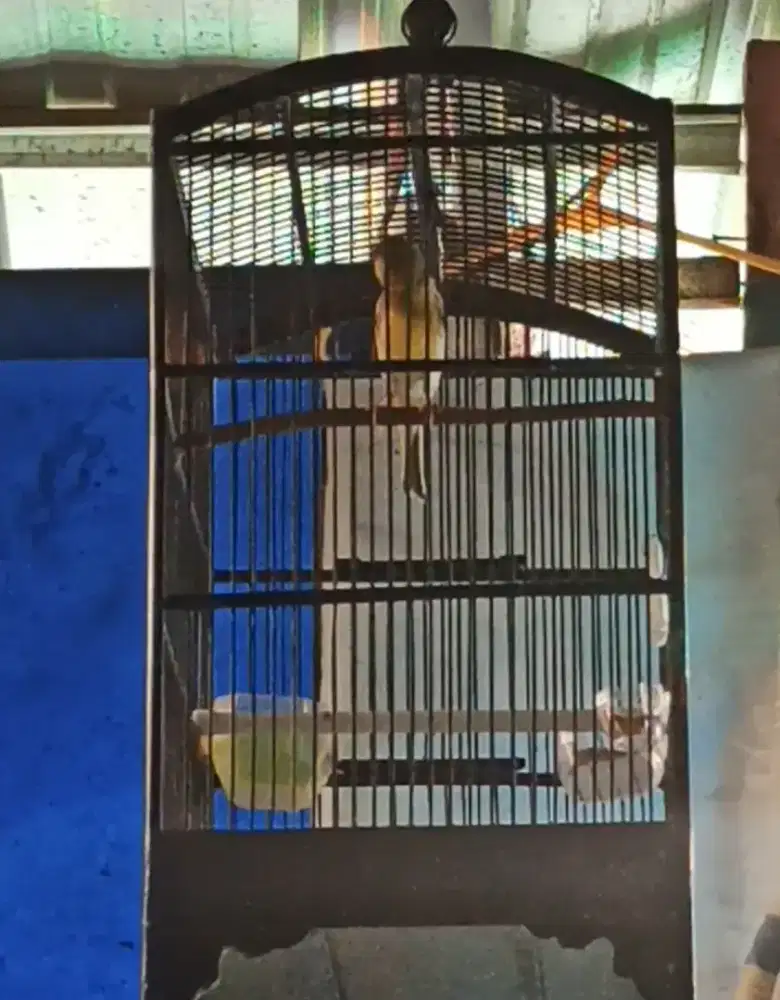 Kenari Gacor Isian Ciblek Dan Prenjak