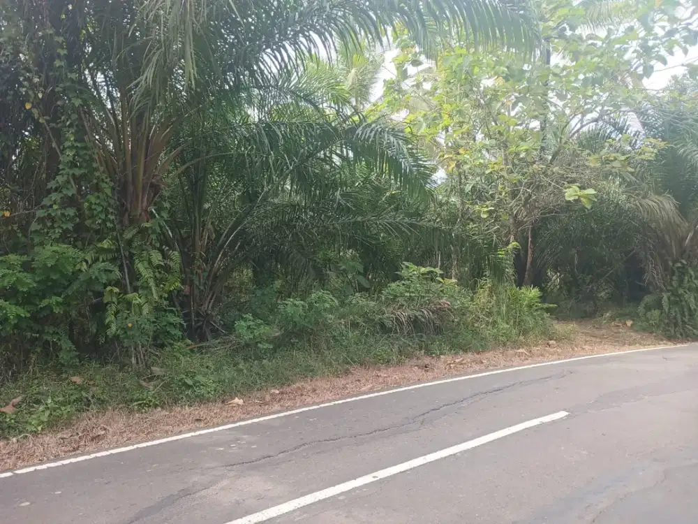 Kavling Tanah Cocok untuk Ternak Ayam, Kandang Ayam di Cikesik Pandeglang