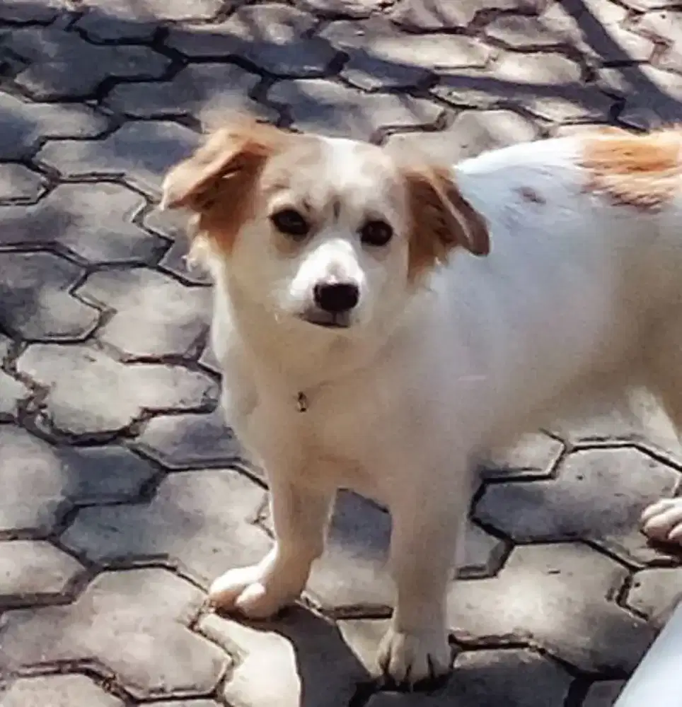 Lucu,Anakan Anjing Corgy mix