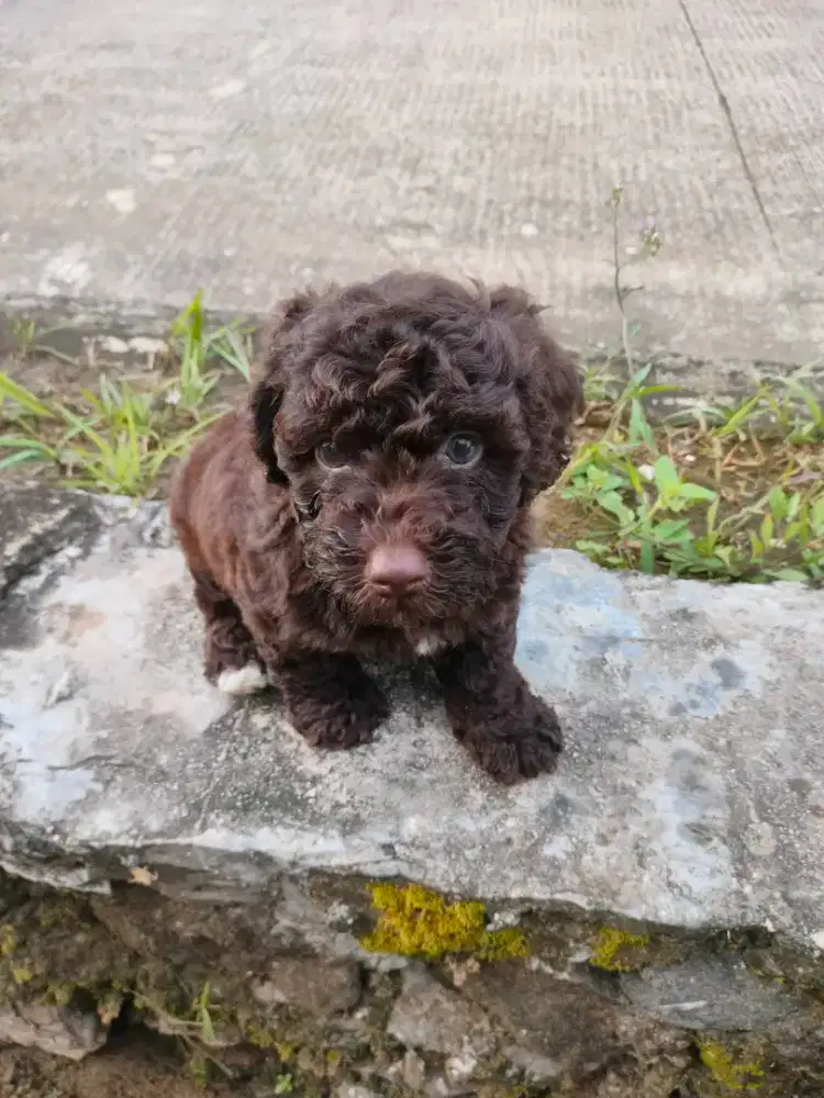Dijual Toy Poodle Choco Jantan