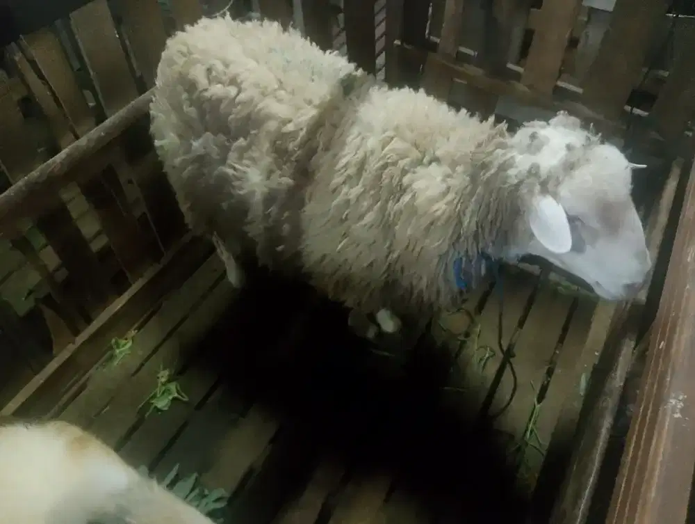 Menerima aqiqah dan qurban