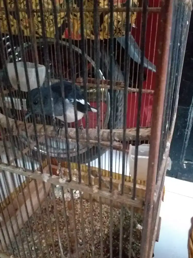 Kacer betina dewasa mapan