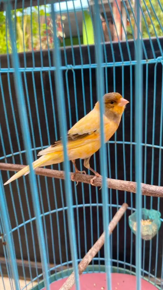 Kenari F1 warna idola BISA TUKAR TAMBAH AF asal ada kembalian BANYAK