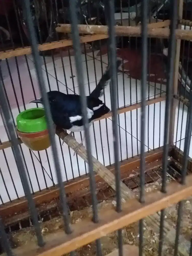 Kacer priangan bunyisemi jinak