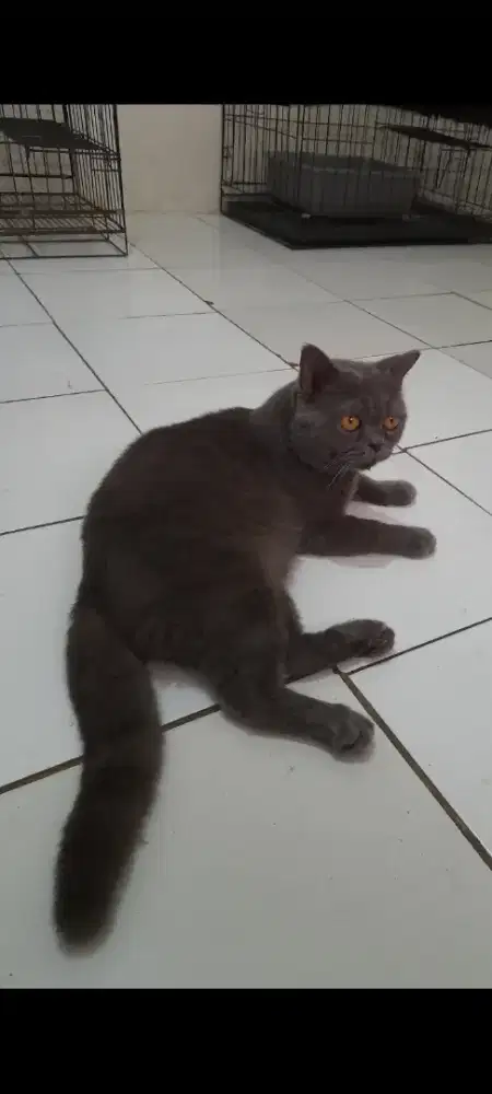 BSH siap pacak garansi