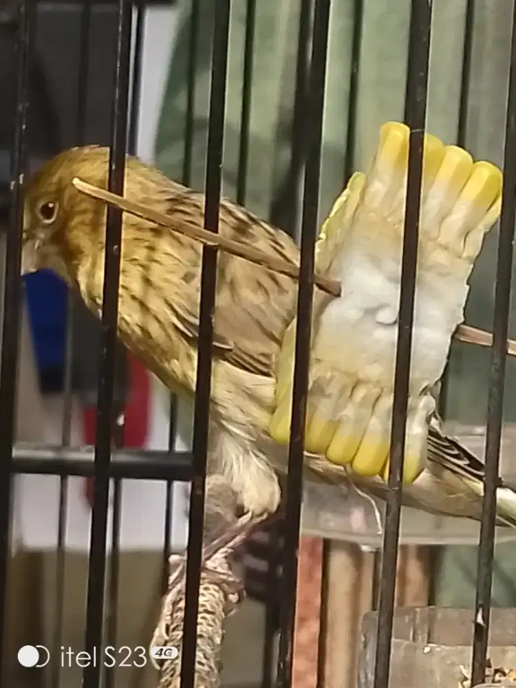 F1 Rasmi Jantan size long