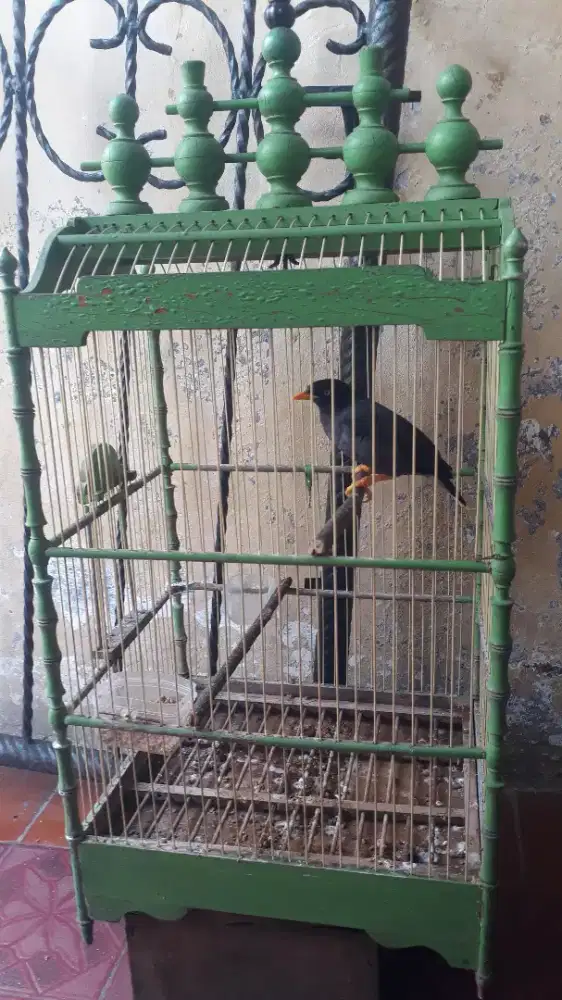 Jual Burung Jalak Kebo