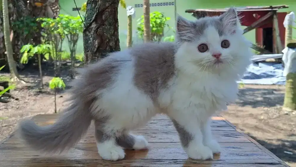 KUCING PERSIA MEDIUM JANTAN & BETINA 2 BULAN
