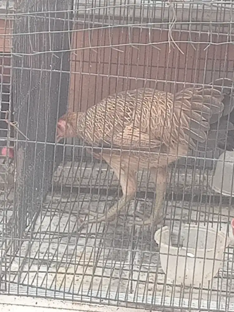 Ayam  kampung sepasang