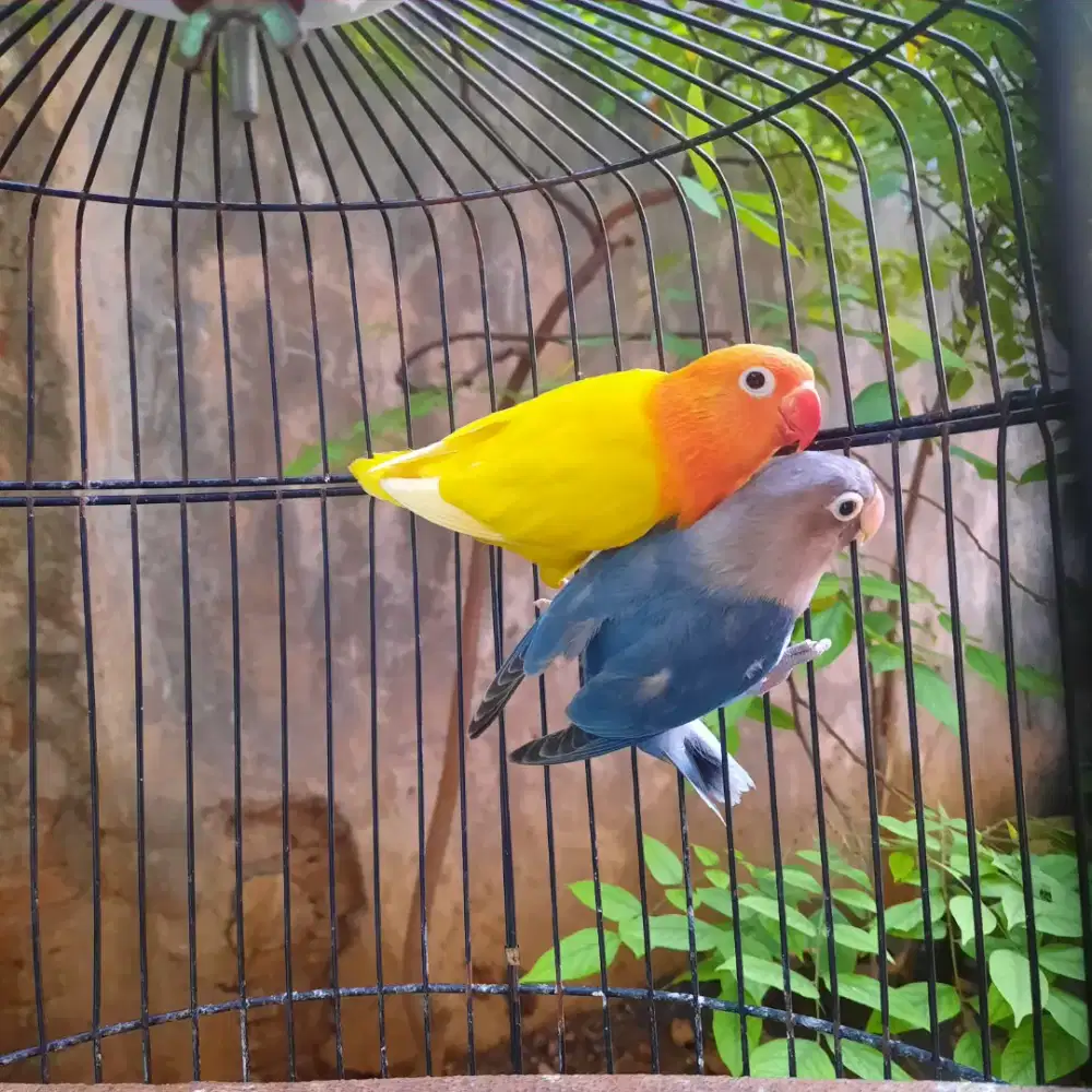 Jodohan lovebird lutino & biru mangsi