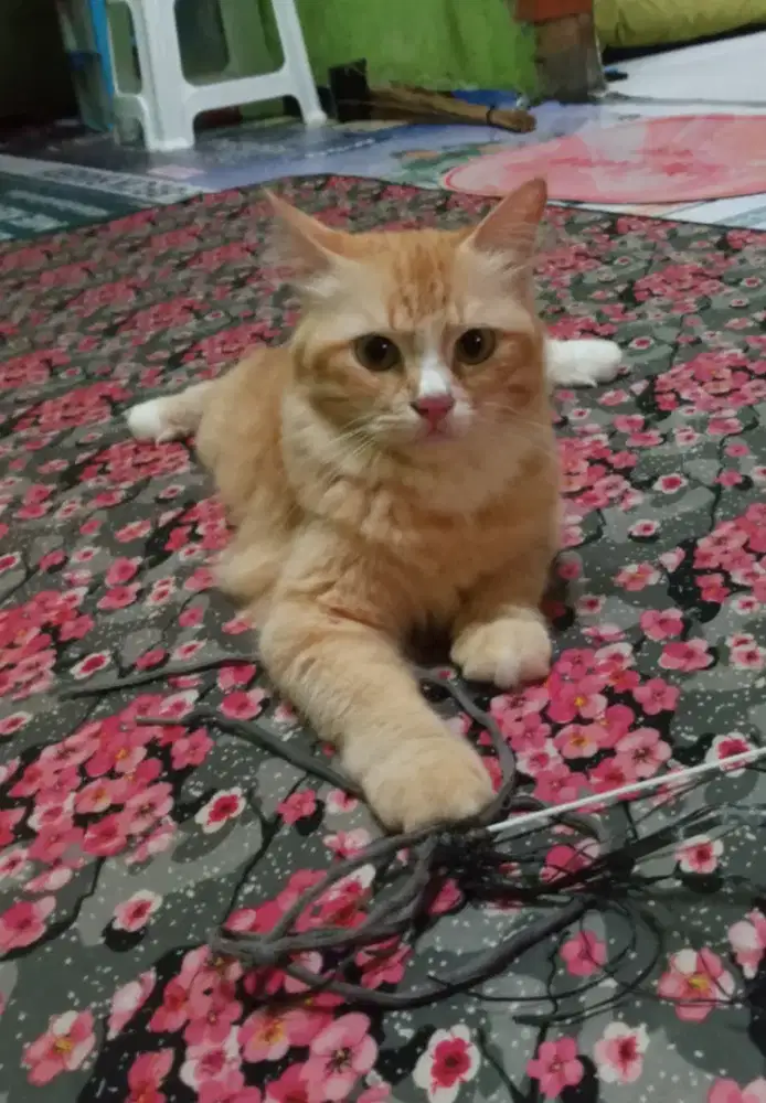 Persia medium betina