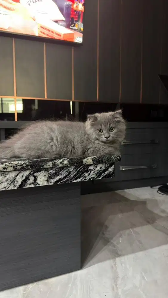 Kitten british longhair single fold