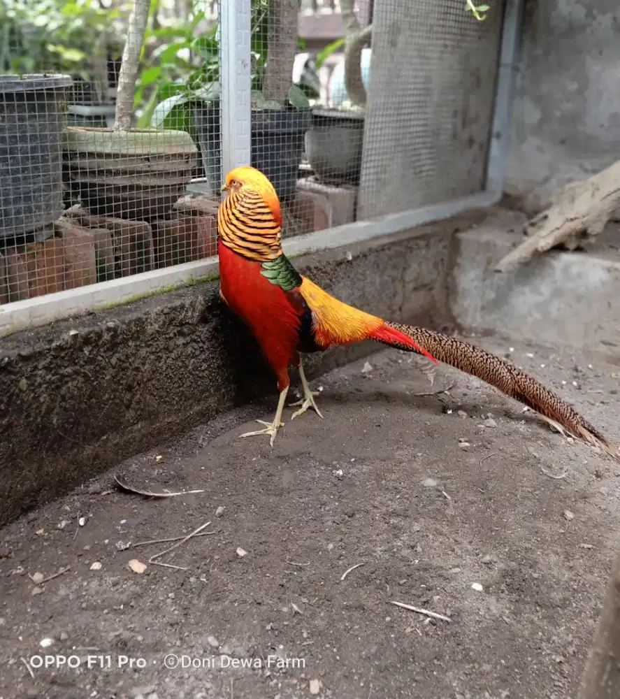 Ayam Golden Pheasant Dewasa