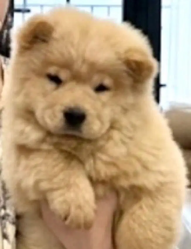 lepas adopt chow chow betina