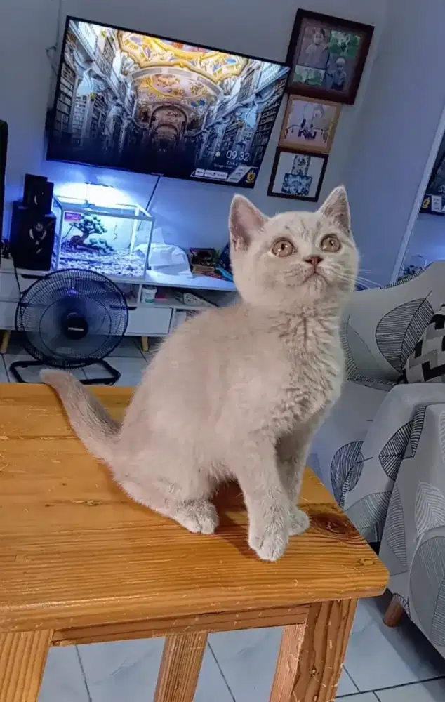 Kitten BSH Lilac betina 3 bulan